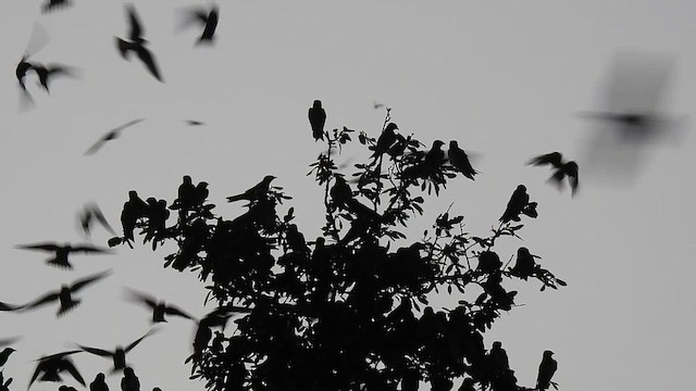 Purple Martin - ML622332176