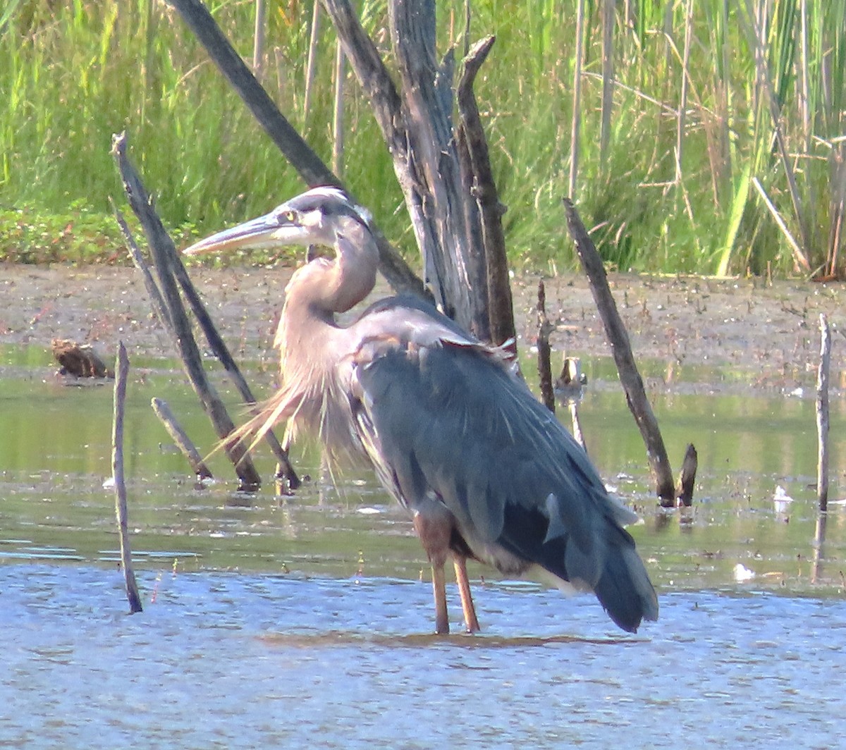 Great Blue Heron - ML622332334