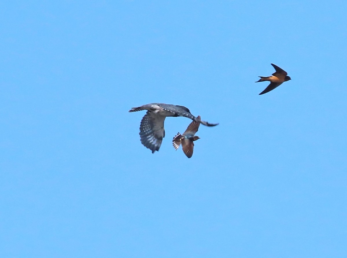 Belted Kingfisher - ML622332348