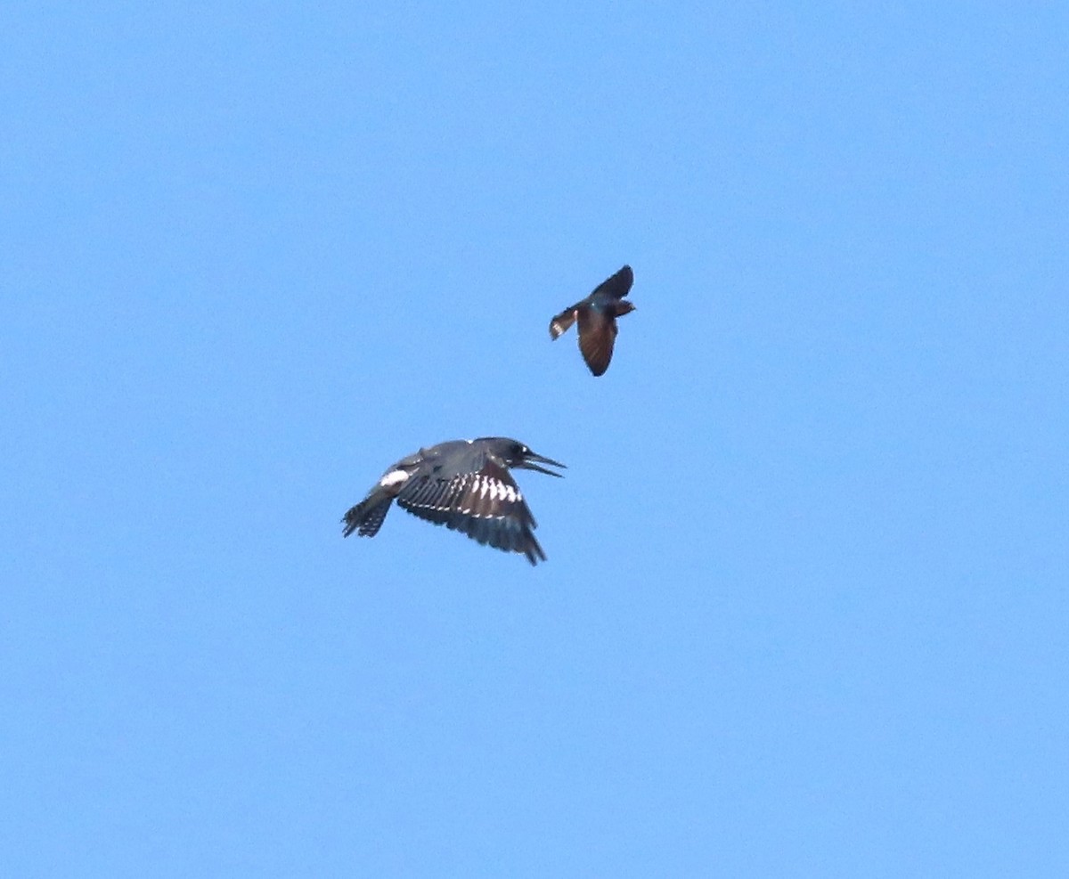 Belted Kingfisher - ML622332353