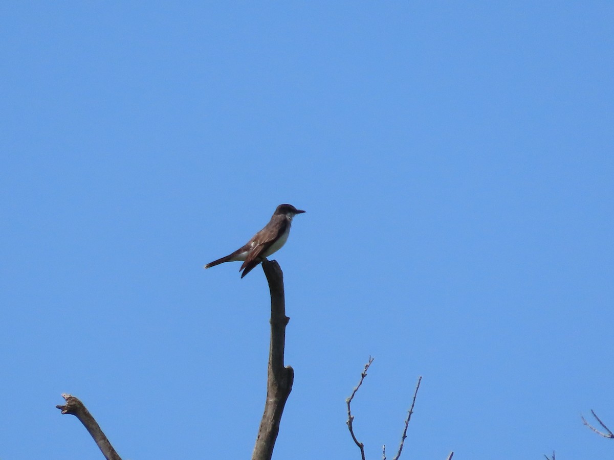 Eastern Kingbird - ML622332365