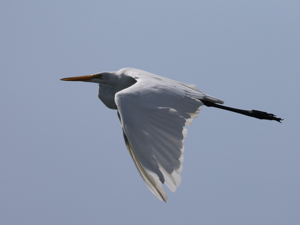 Great Egret - ML622332380