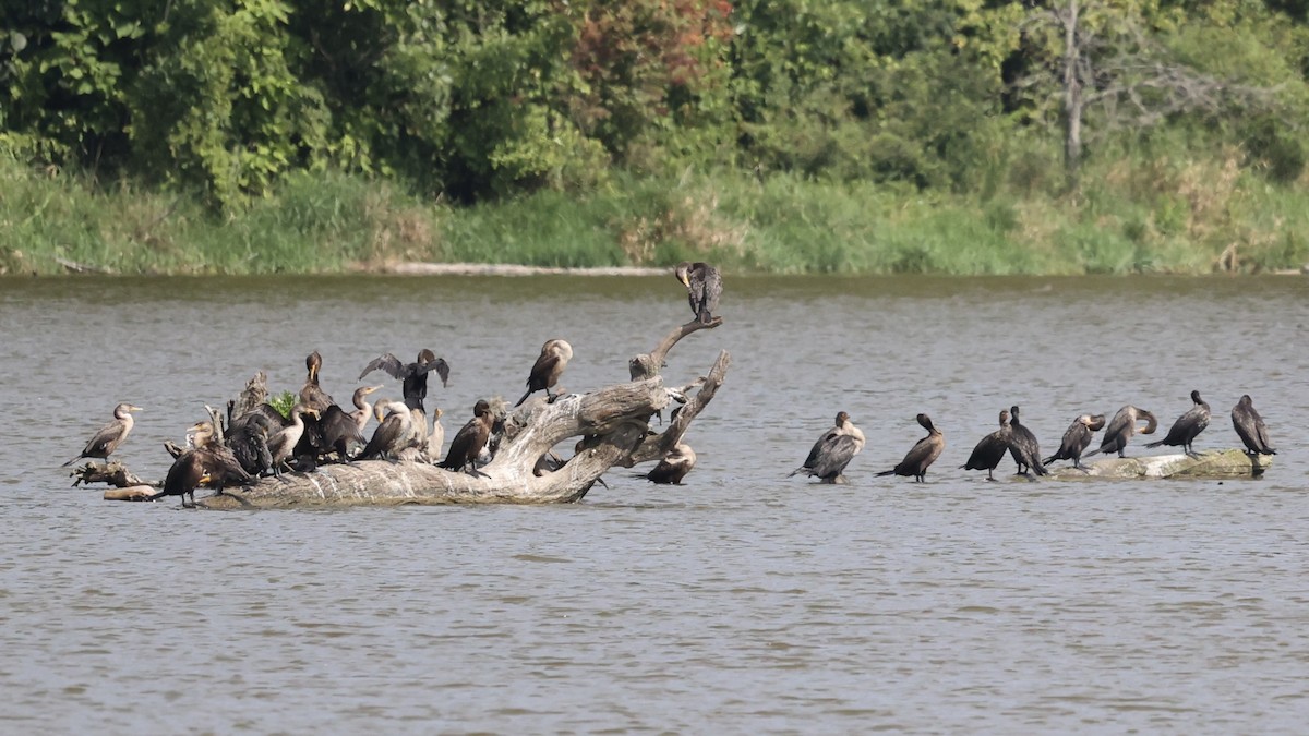 Double-crested Cormorant - Michael Burkhart