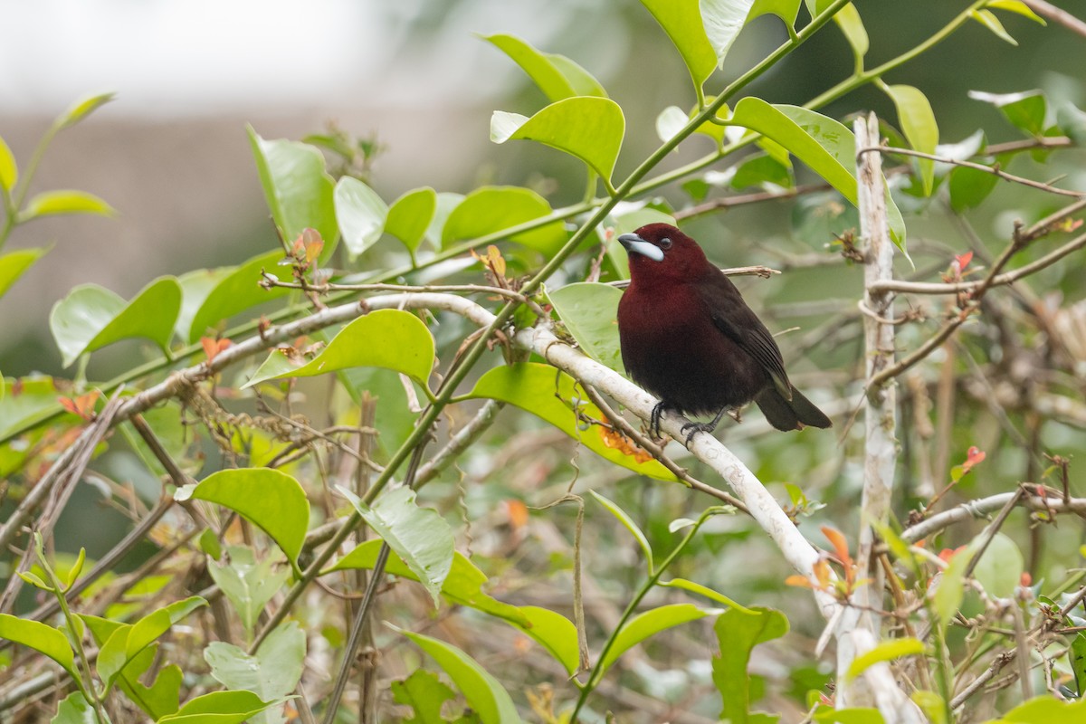 Silver-beaked Tanager - ML622332427
