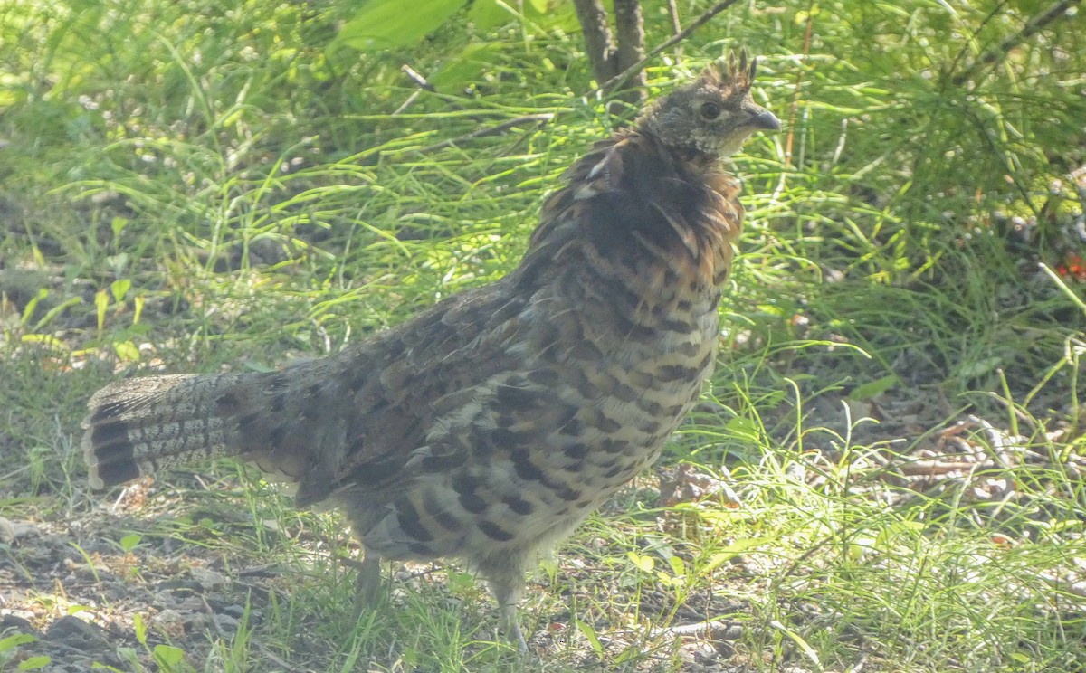Ruffed Grouse - ML622332431