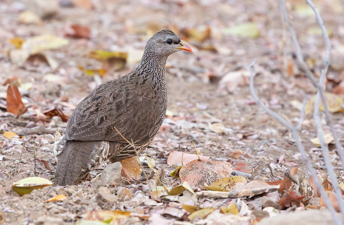 Natal Spurfowl - ML622332470