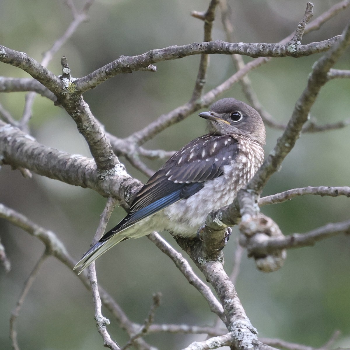 Eastern Bluebird - ML622332500