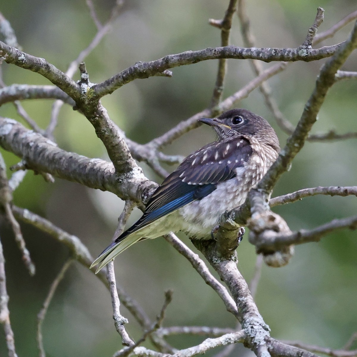 Eastern Bluebird - ML622332506