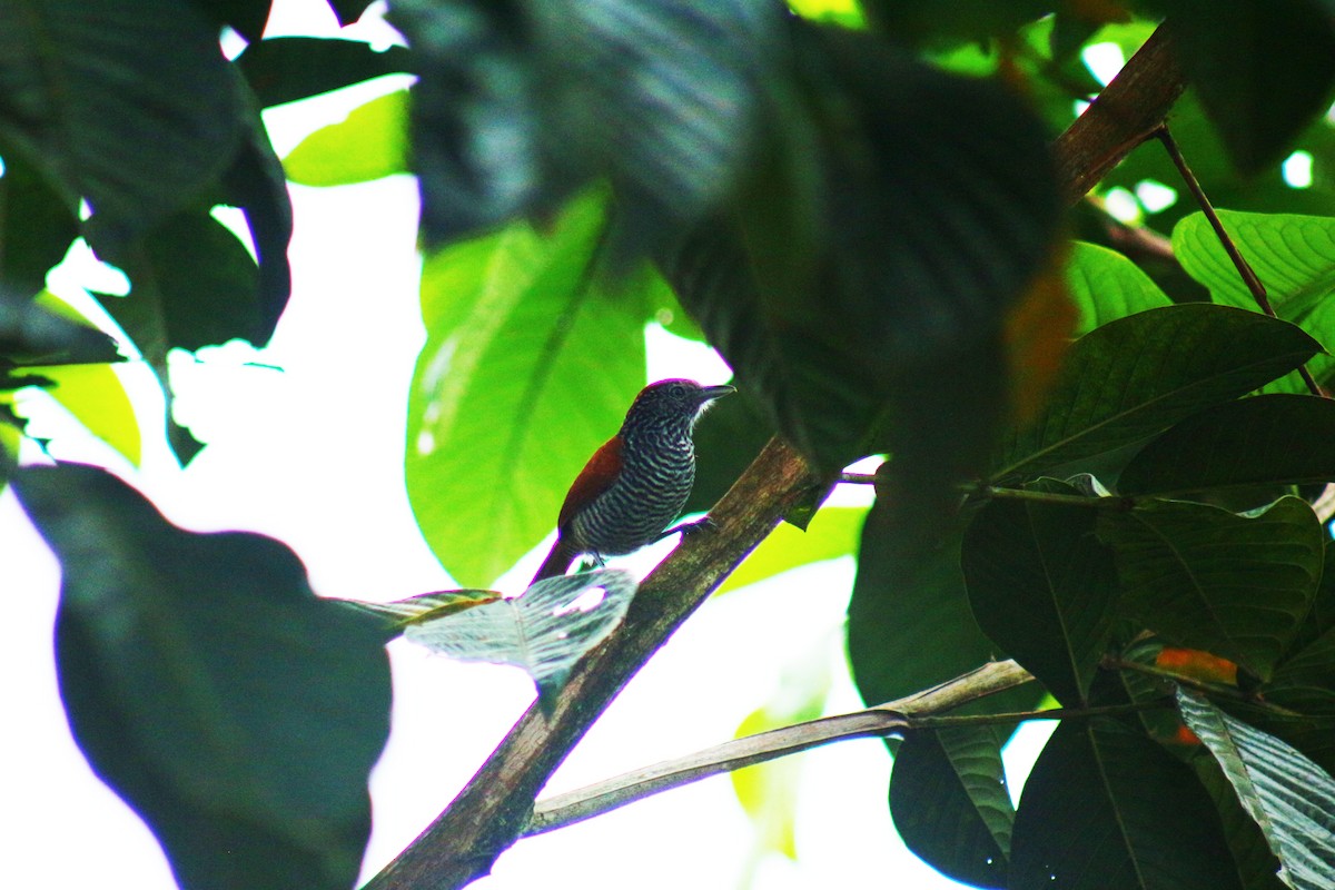 Lined Antshrike - ML622332594