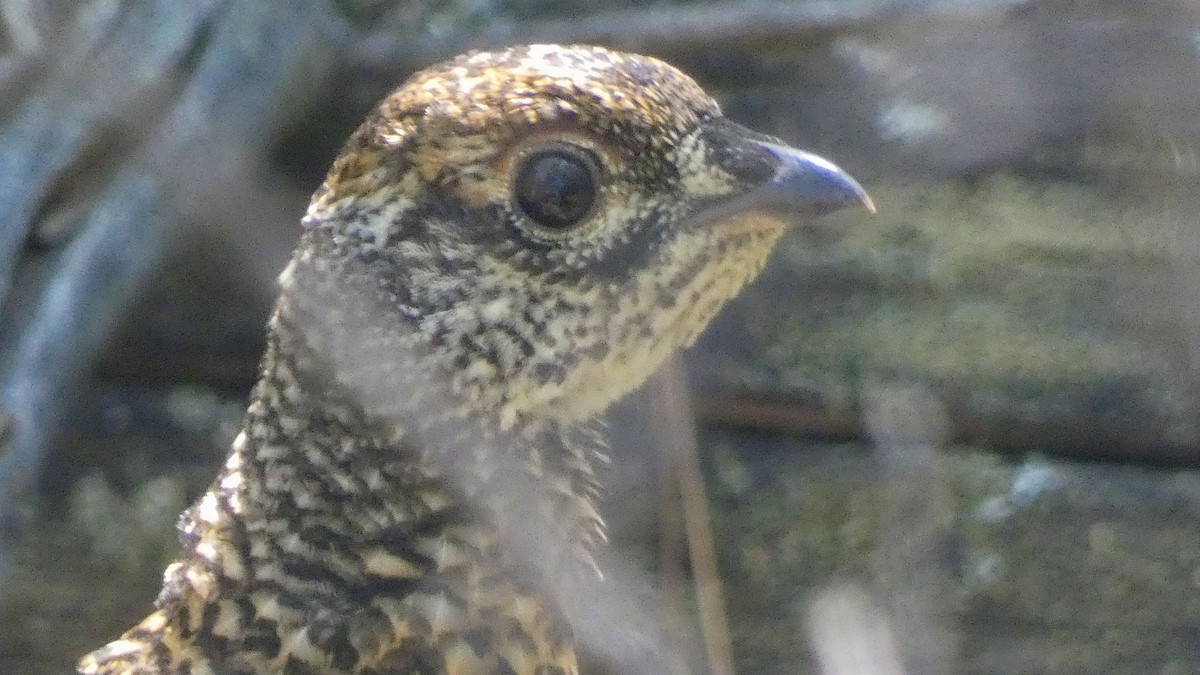 Spruce Grouse - ML622332709