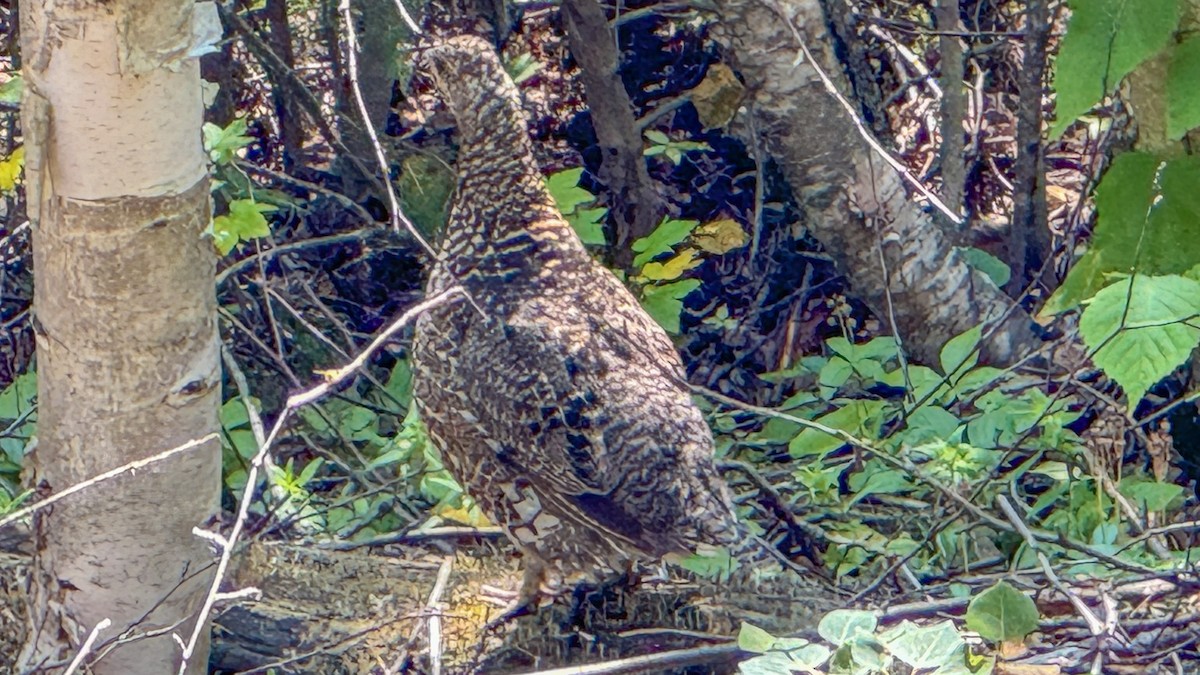 Spruce Grouse - ML622332710