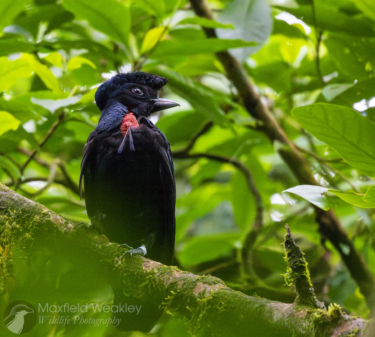 Bare-necked Umbrellabird - ML622332838