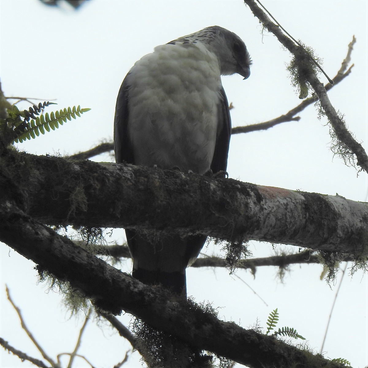 Gray-backed Hawk - ML622332840