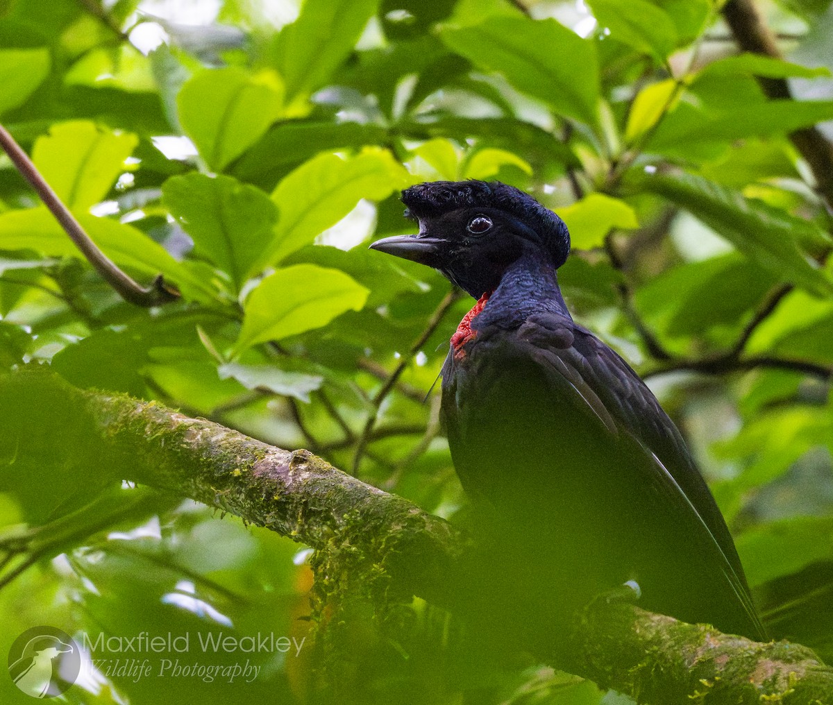 Bare-necked Umbrellabird - ML622332844