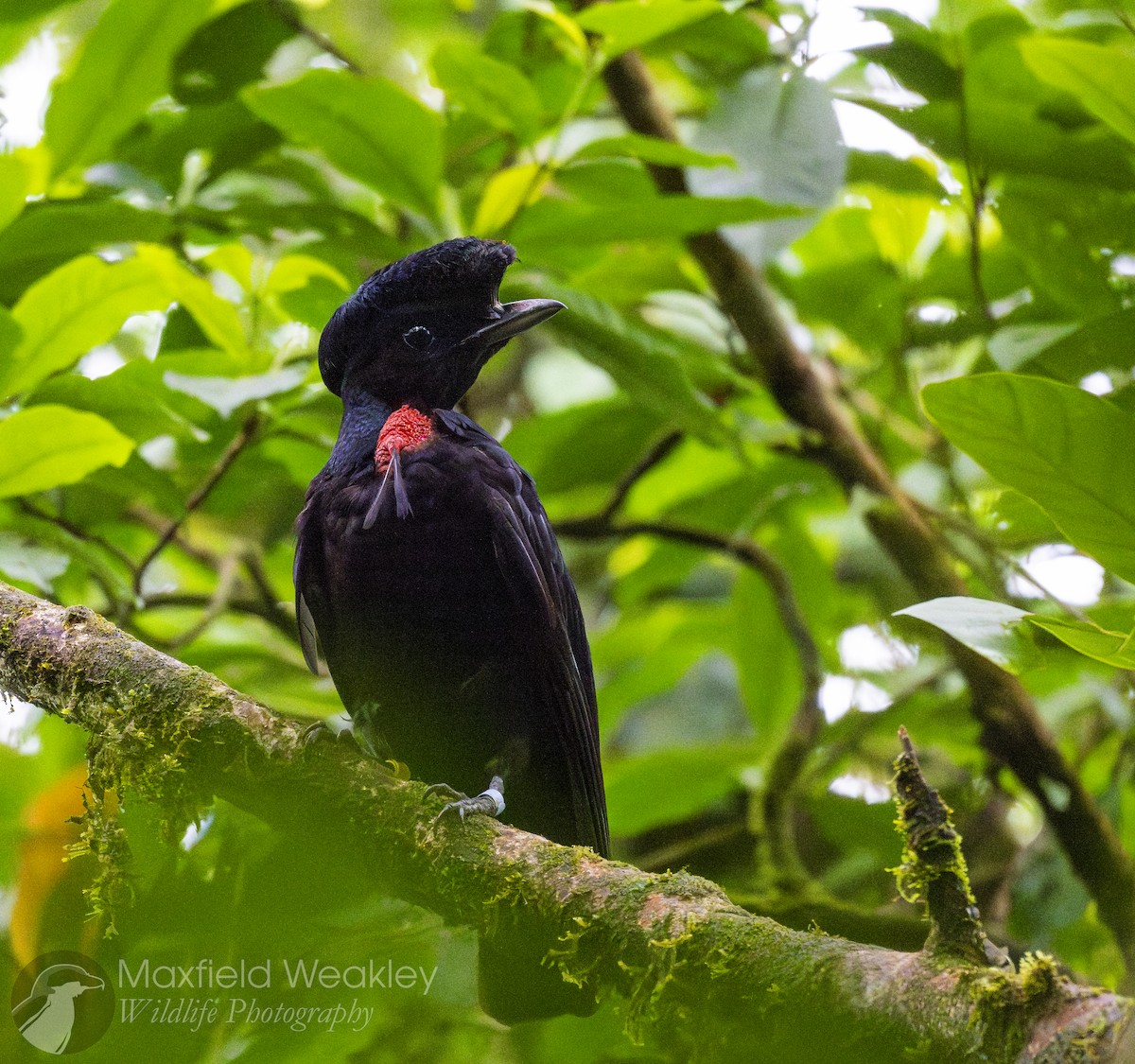 Bare-necked Umbrellabird - ML622332845