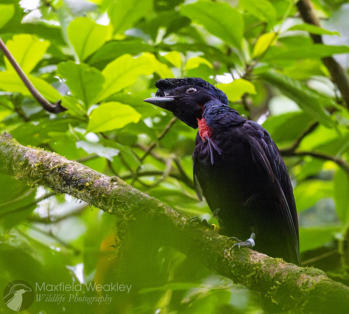 Bare-necked Umbrellabird - ML622332848