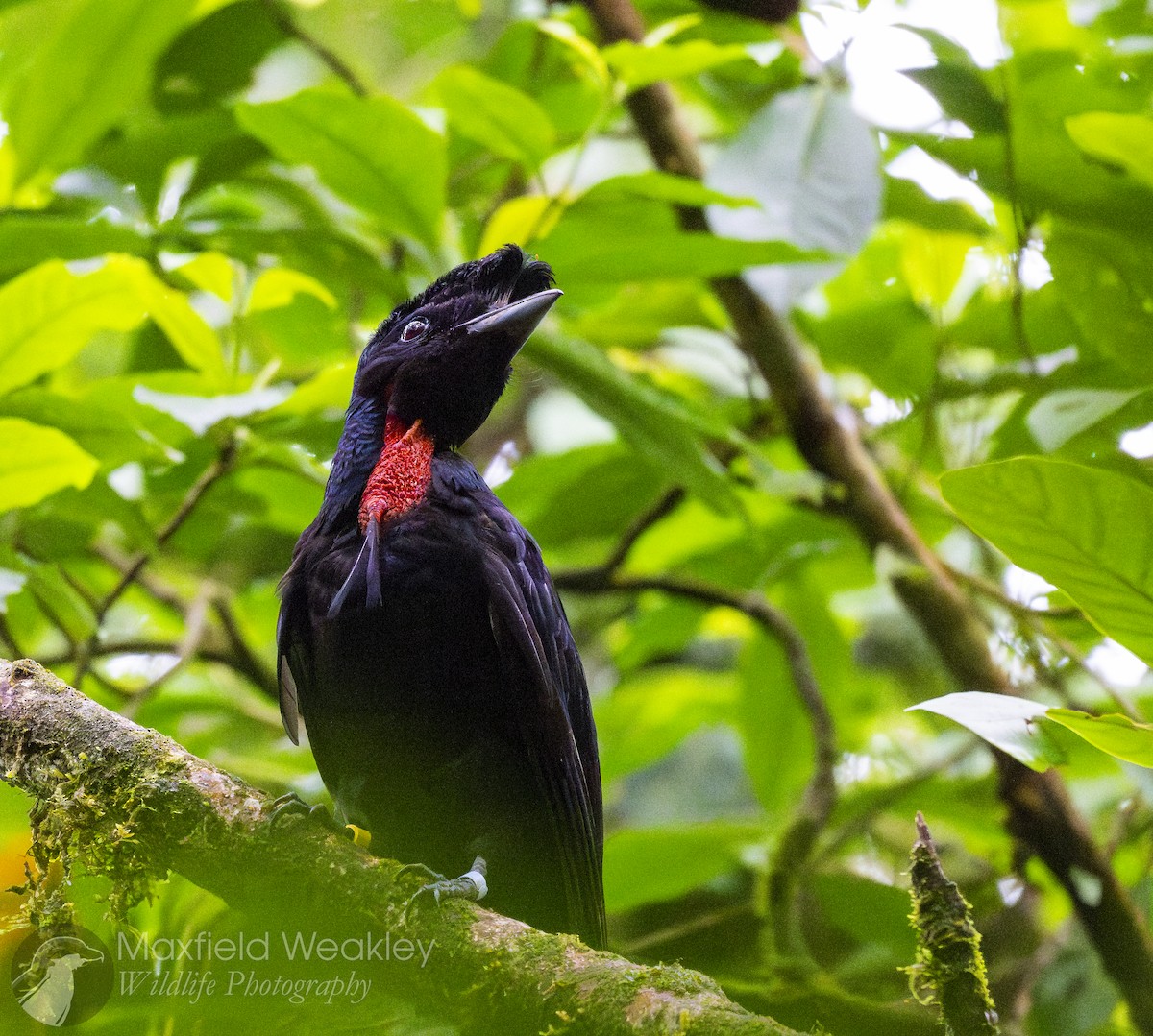 Bare-necked Umbrellabird - ML622332849