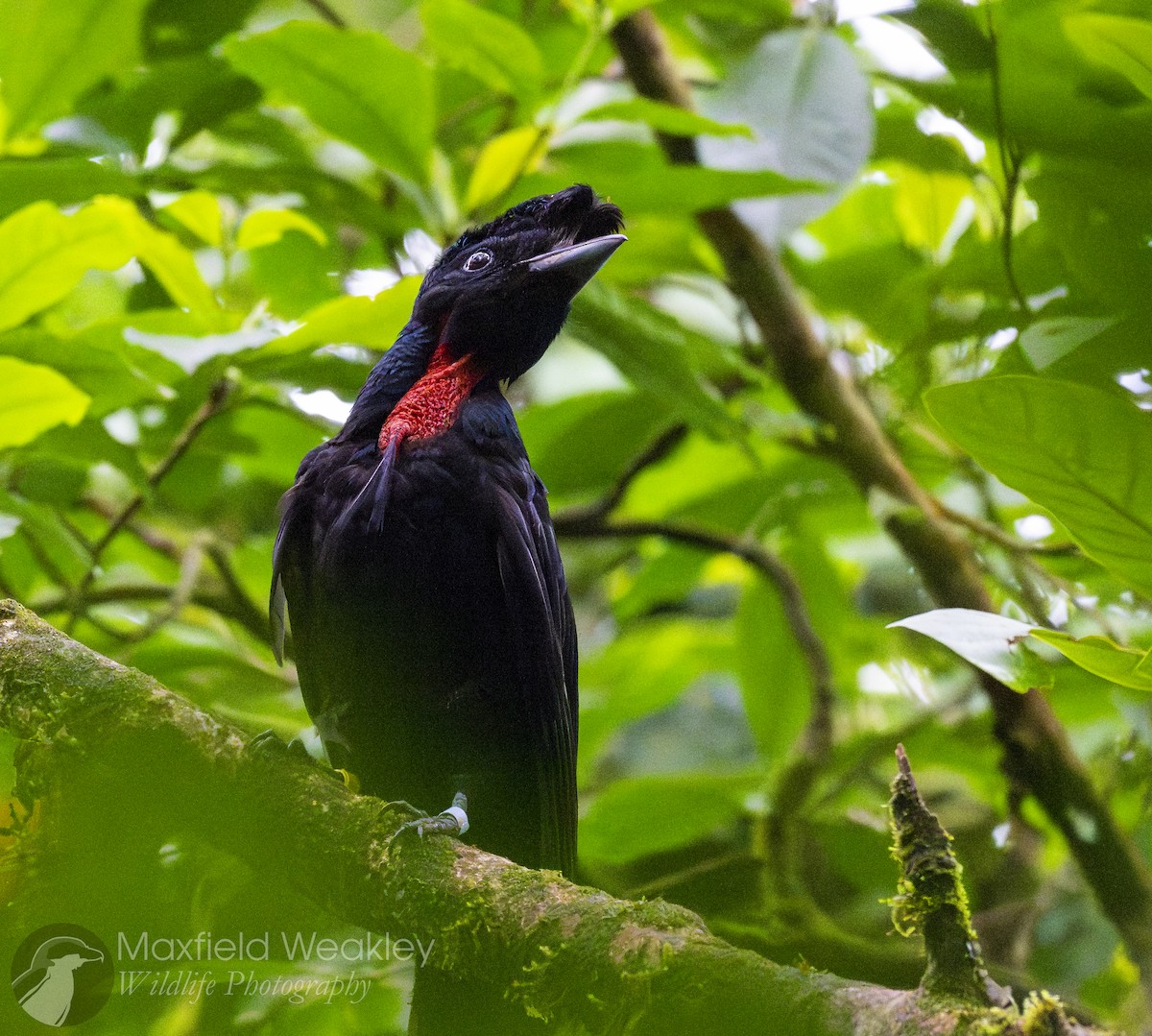 Bare-necked Umbrellabird - ML622332850