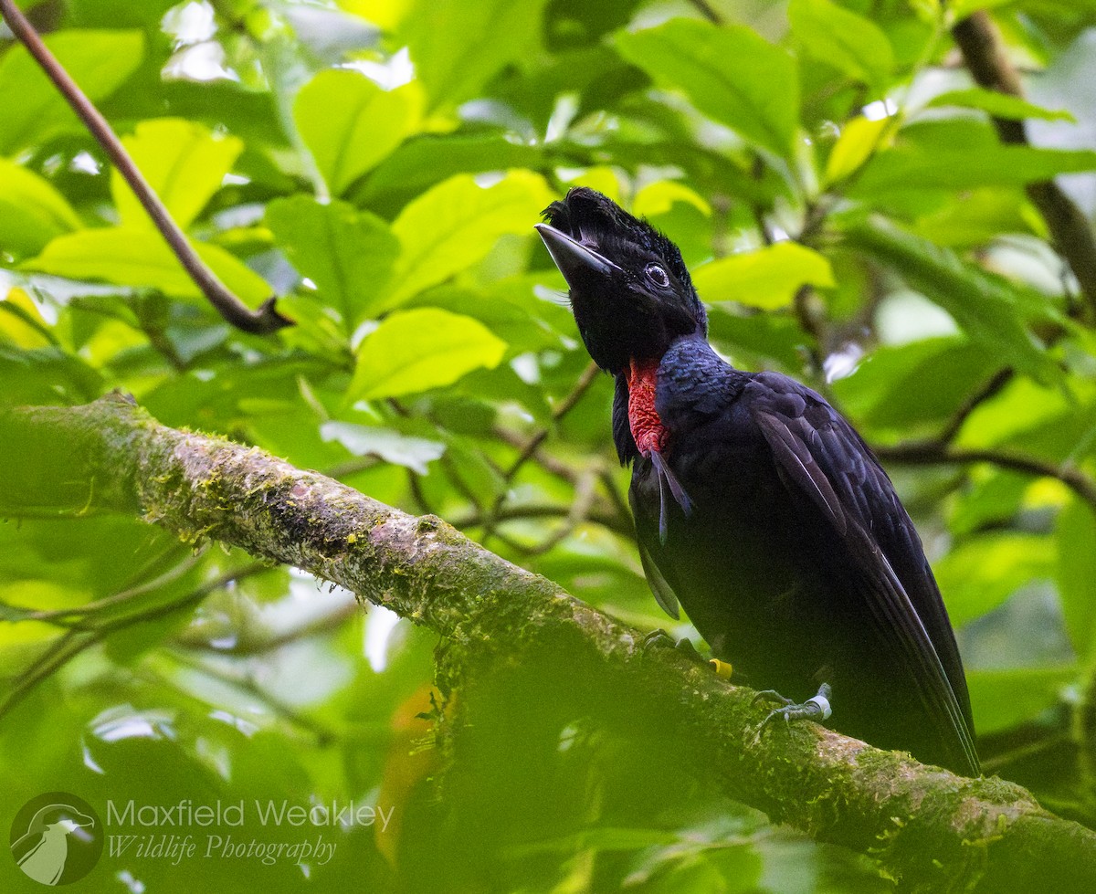 Bare-necked Umbrellabird - ML622332852