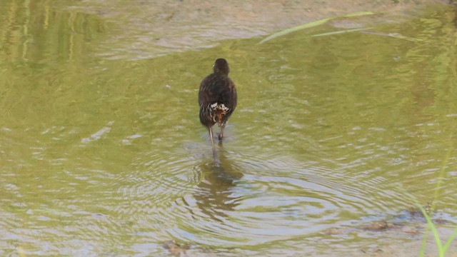 Virginia Rail - ML622332853