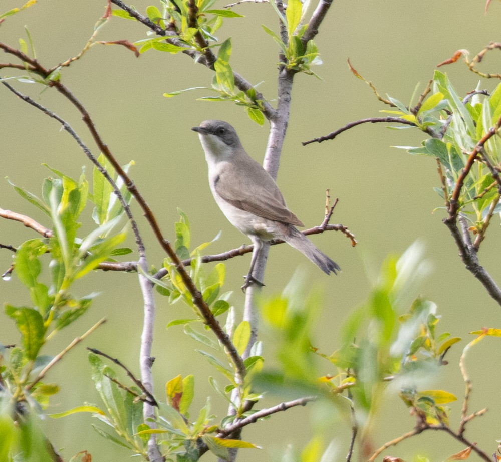 Curruca Zarcerilla - ML622332856