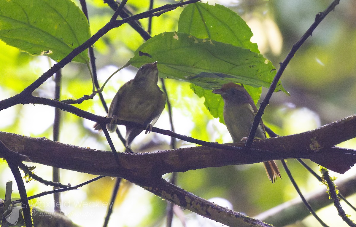 Tawny-crowned Greenlet - ML622332878