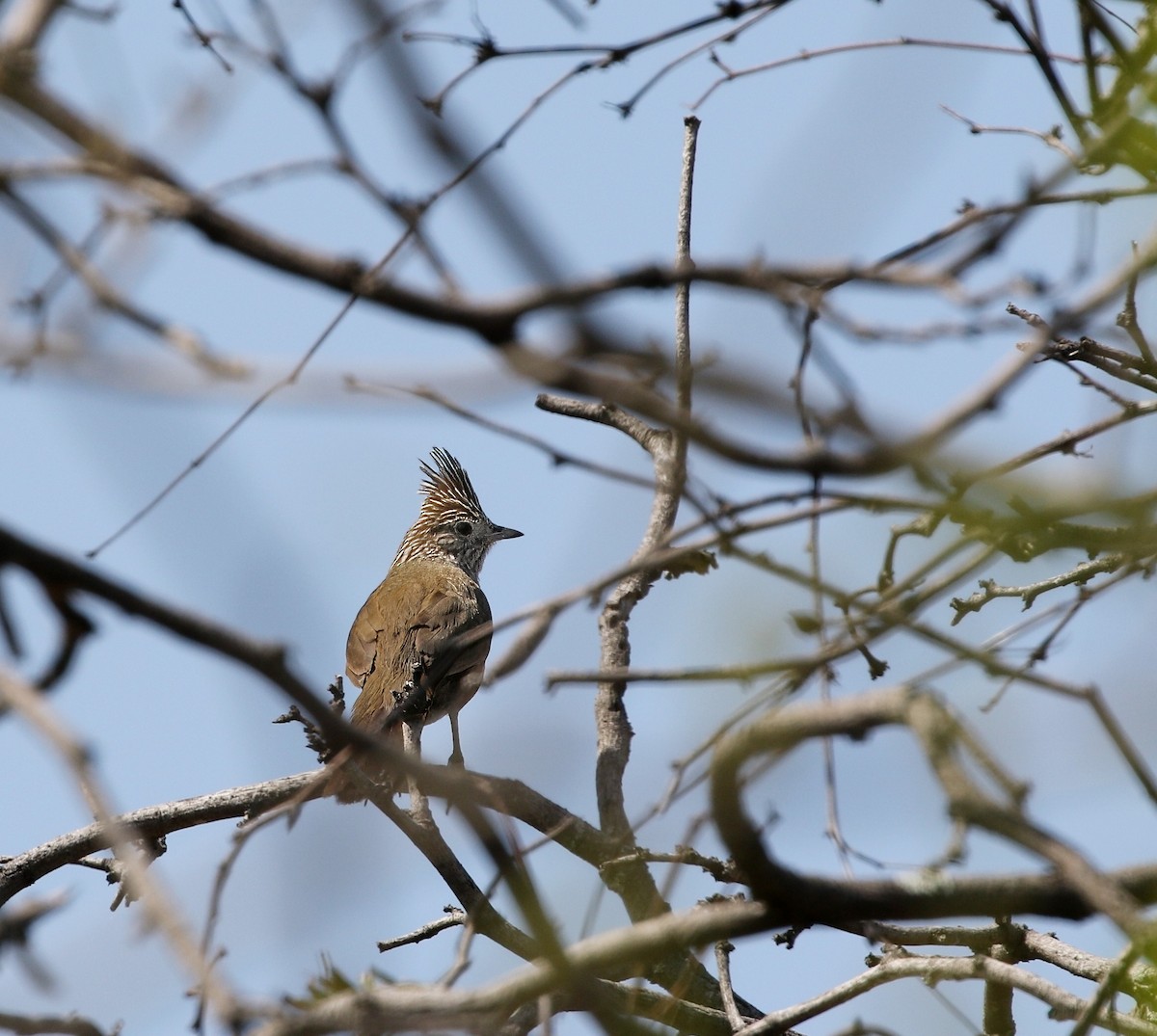 Crested Gallito - ML622332887