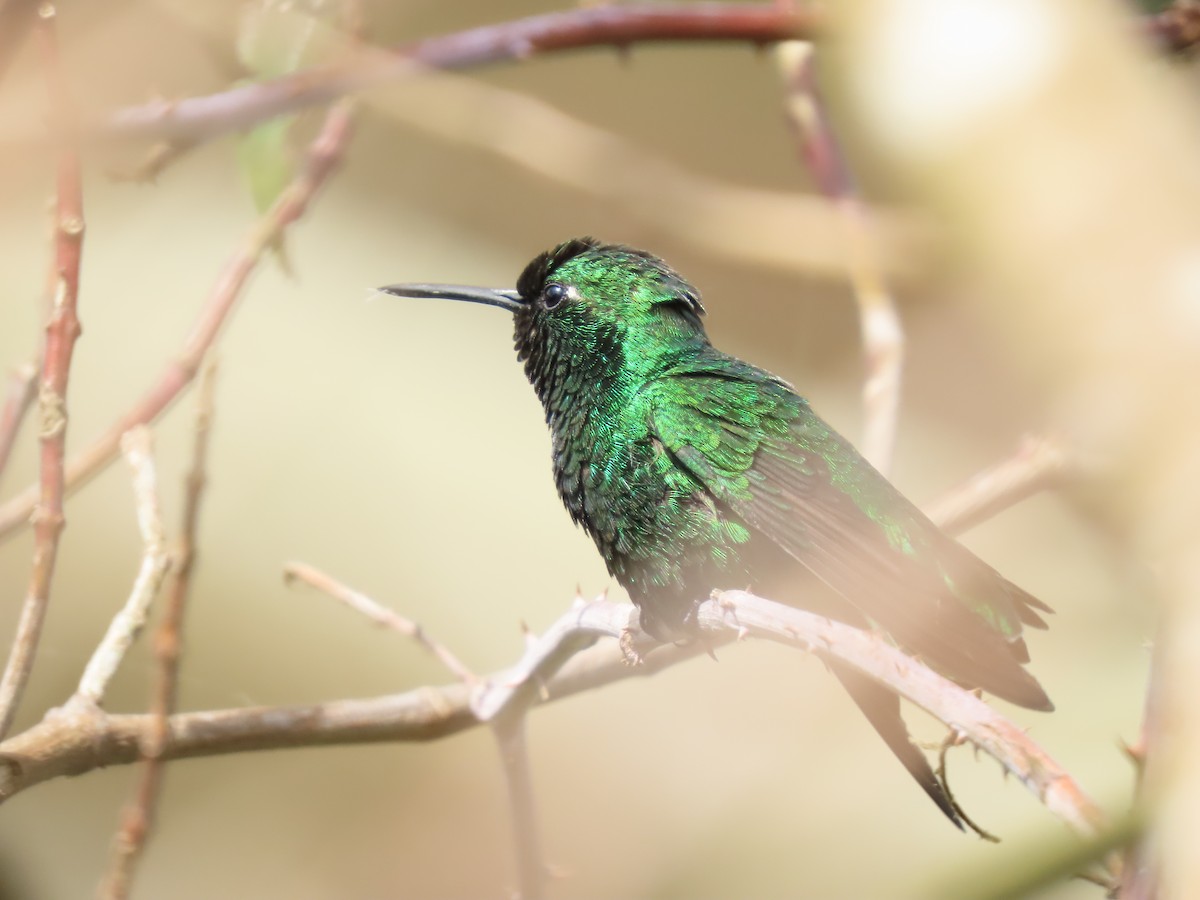 Short-tailed Emerald - Cristian Cufiño