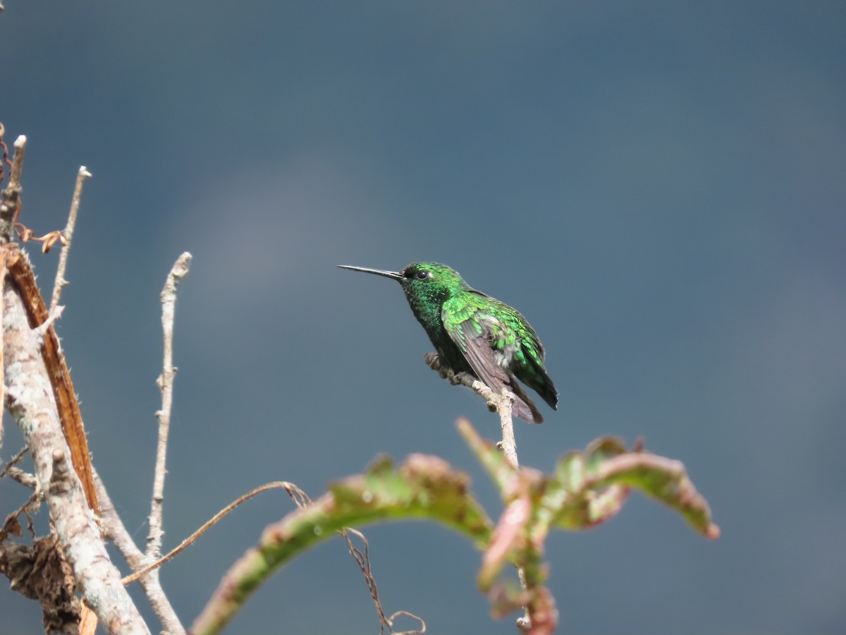 Short-tailed Emerald - ML622332965