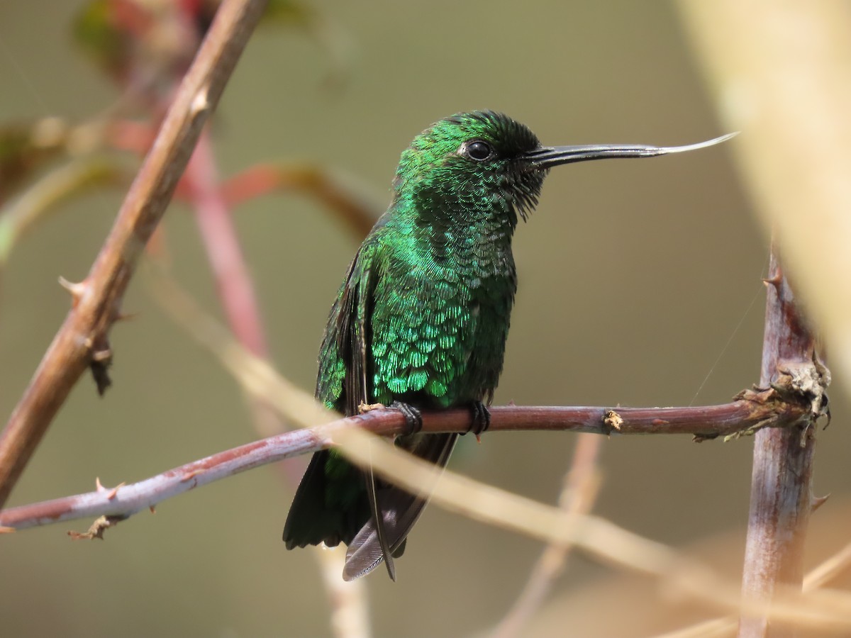 Short-tailed Emerald - ML622332966