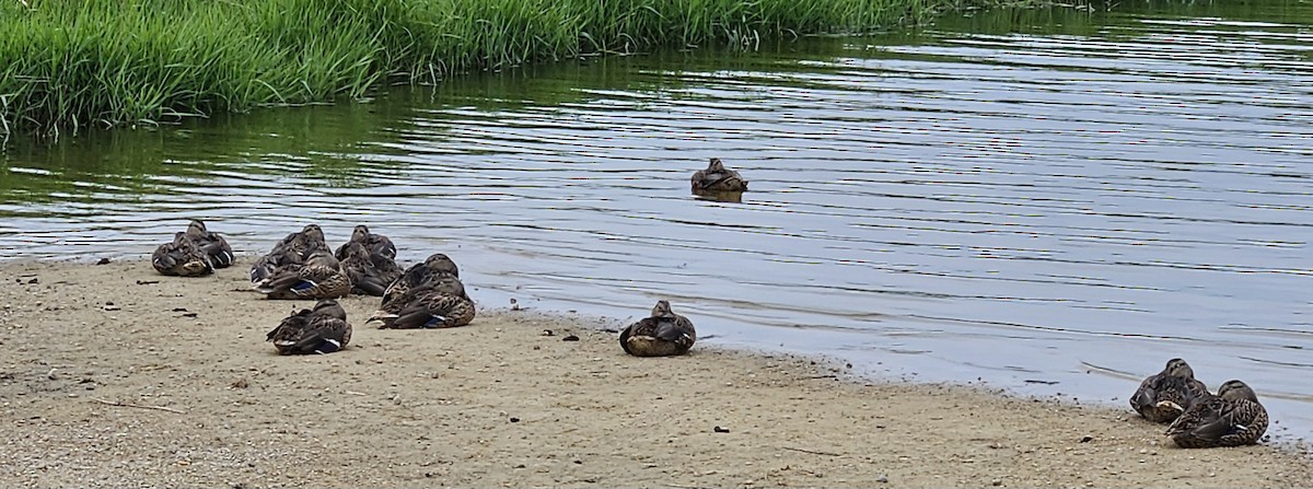 Canard colvert - ML622333121