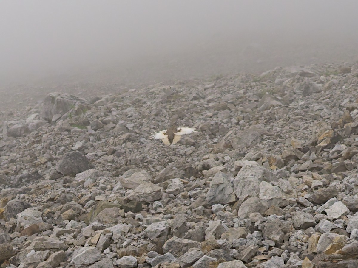 White-tailed Ptarmigan - ML622333123