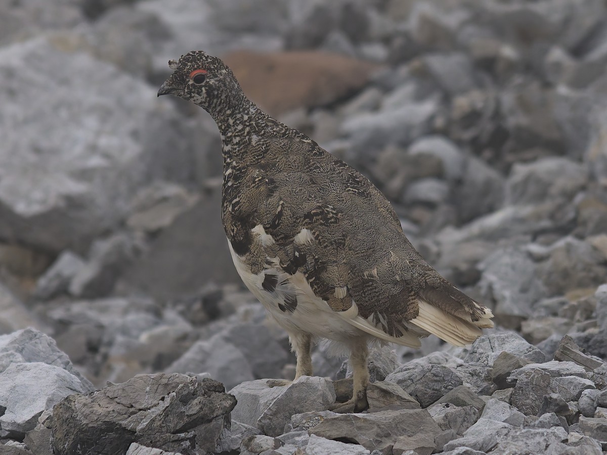 White-tailed Ptarmigan - ML622333124