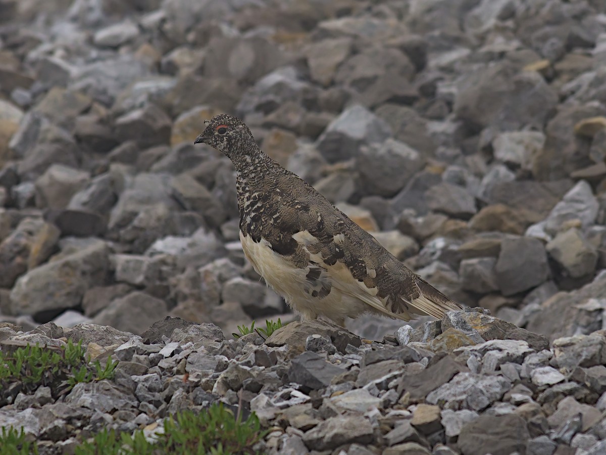 White-tailed Ptarmigan - ML622333125