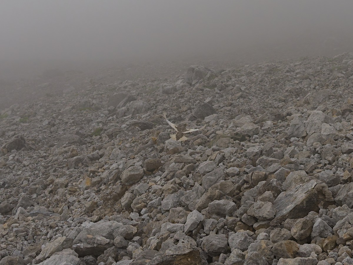 White-tailed Ptarmigan - ML622333126