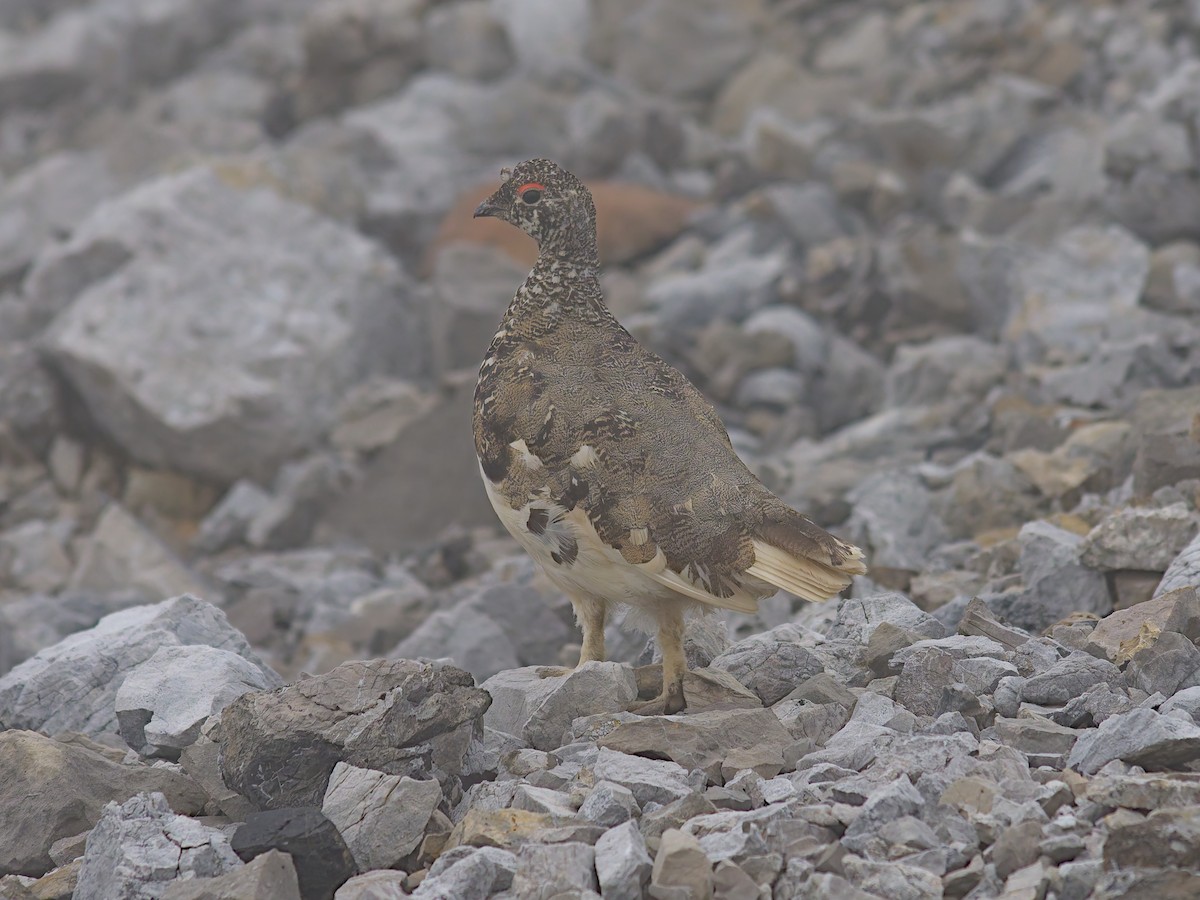 White-tailed Ptarmigan - ML622333127