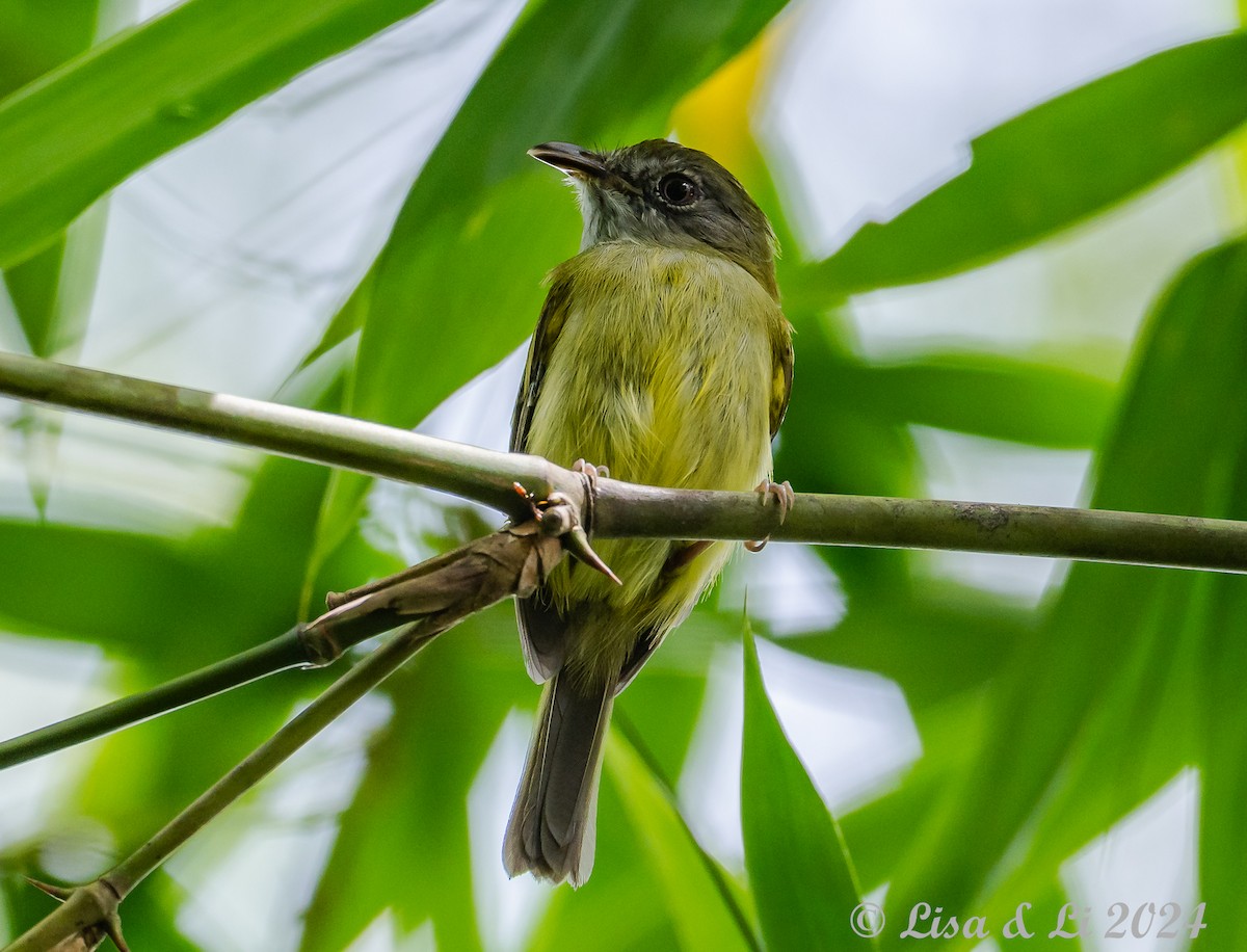 Northern Bentbill - ML622333139