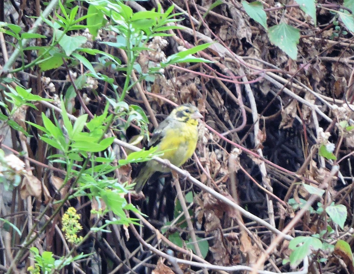 Yellow-breasted Greenfinch - ML622333285