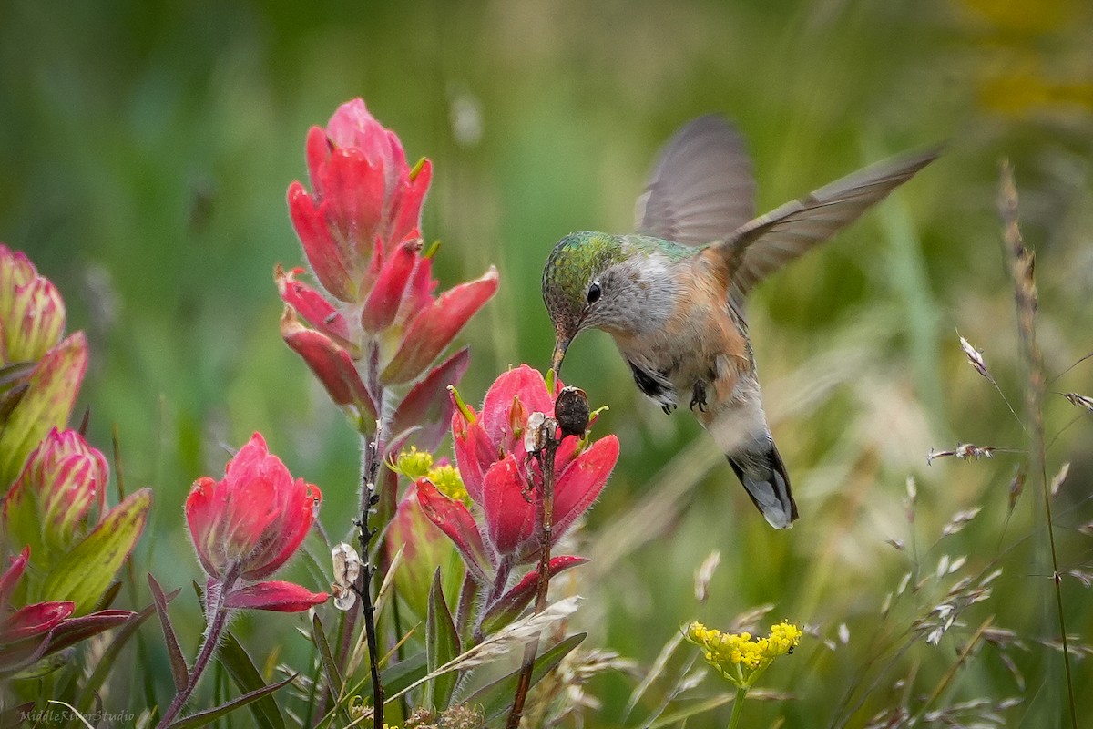 Broad-tailed Hummingbird - ML622333290