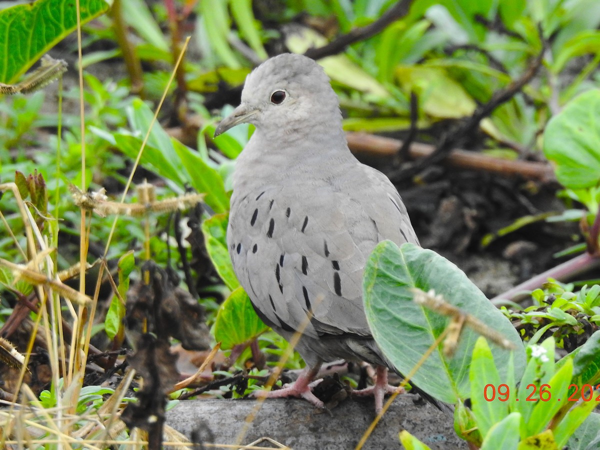 Ecuadorian Ground Dove - ML622333291