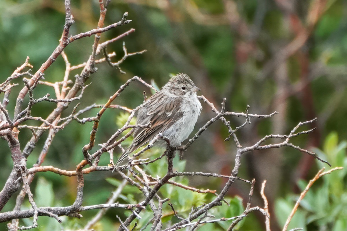 Brewer's Sparrow - ML622333297