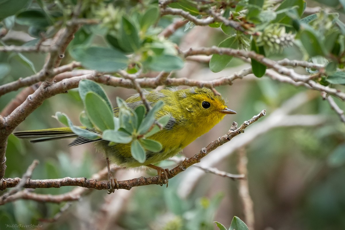 Wilson's Warbler - ML622333308