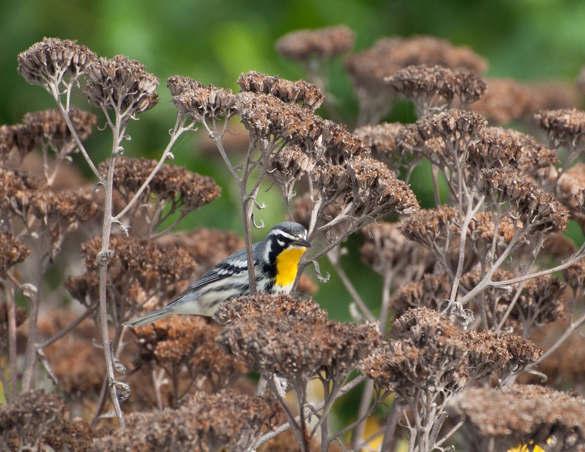 Yellow-throated Warbler - ML622333338