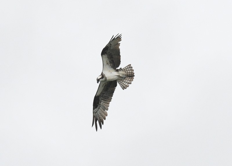 Águila Pescadora - ML622333345