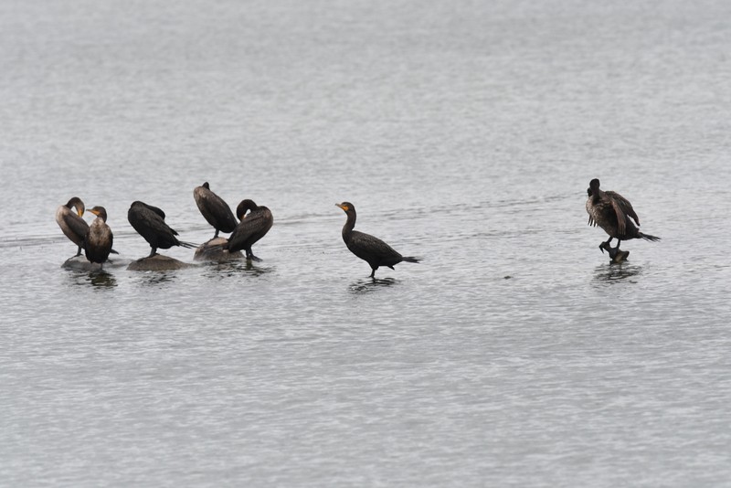 Double-crested Cormorant - Doug Daniels