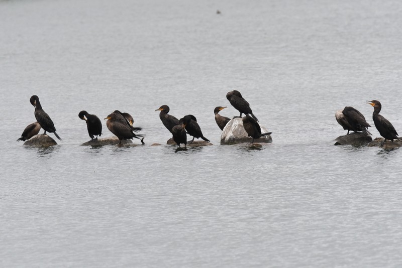 Cormorán Orejudo - ML622333347