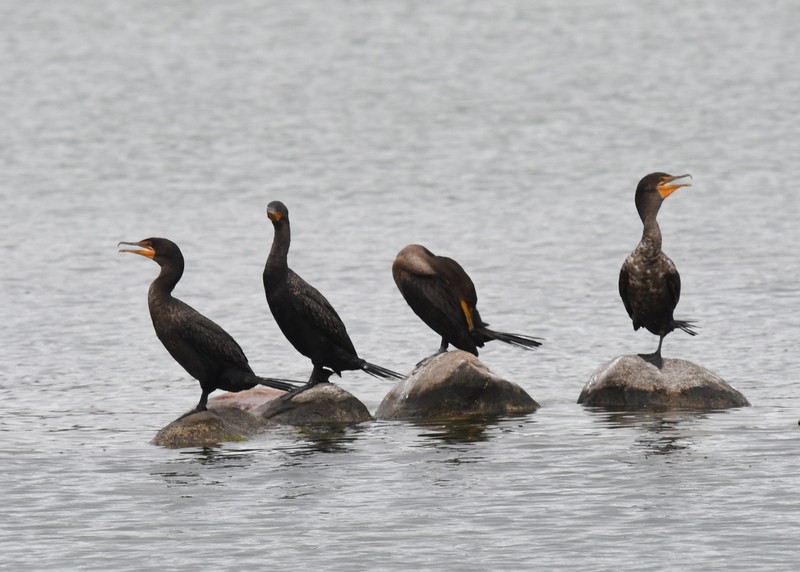 Cormorán Orejudo - ML622333348