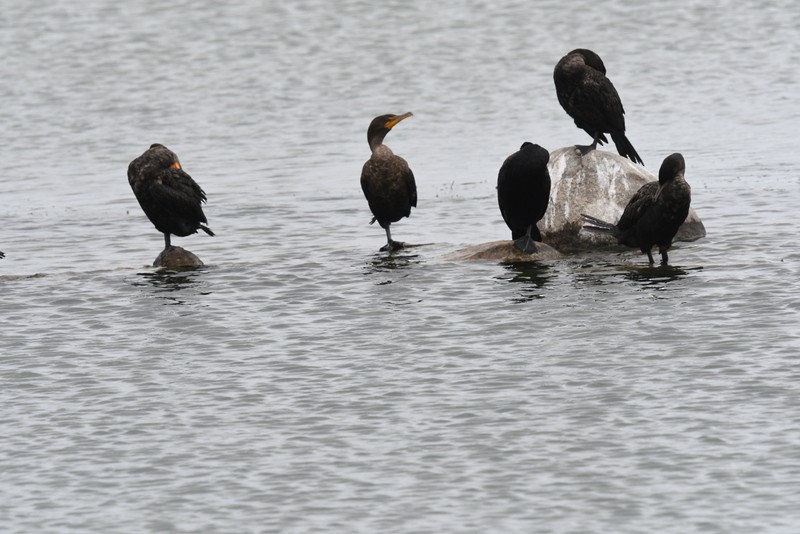 Cormorán Orejudo - ML622333349