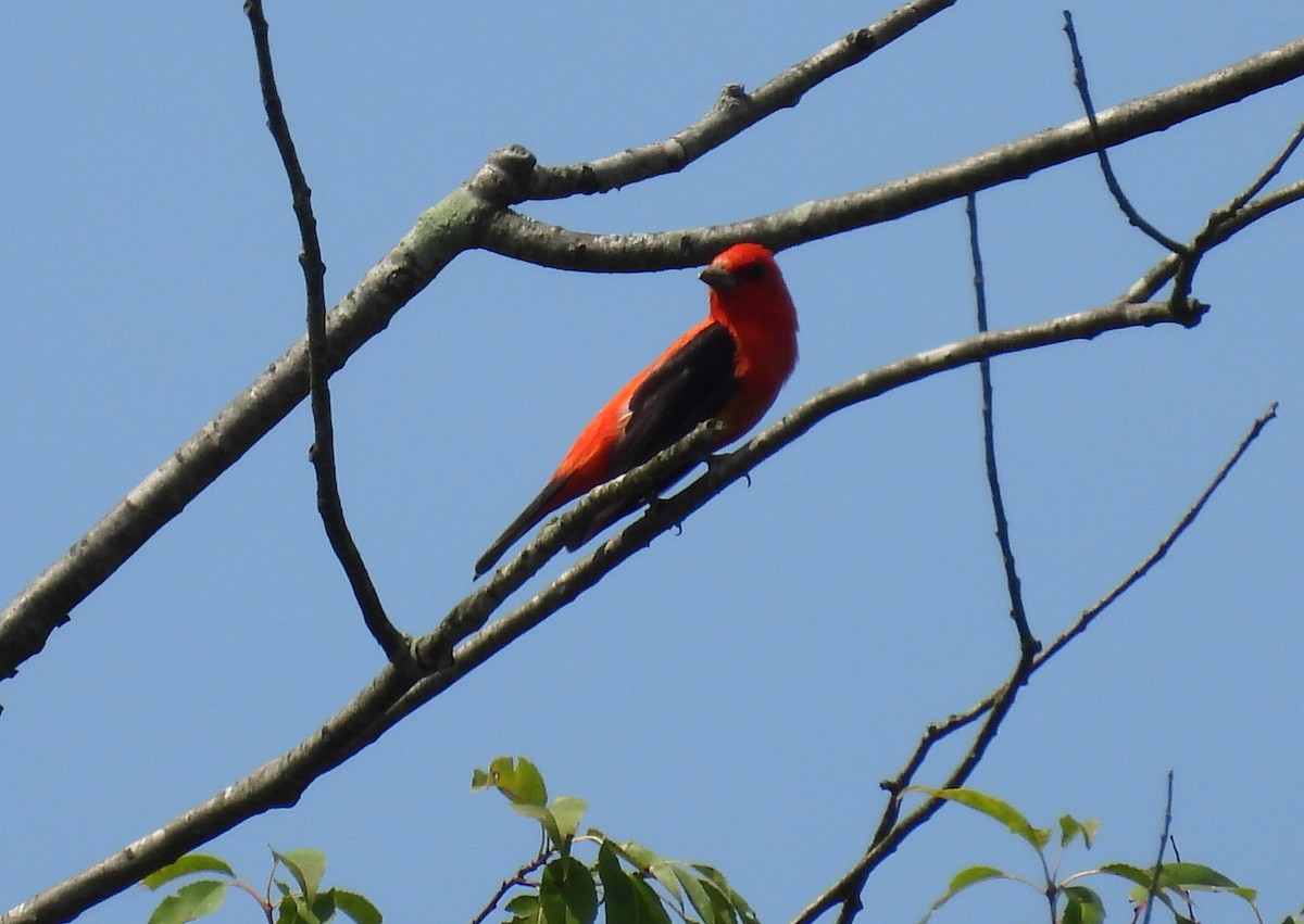 Scarlet Tanager - ML622333388