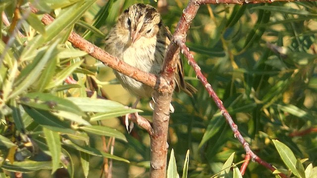 LeConte's Sparrow - ML622333464